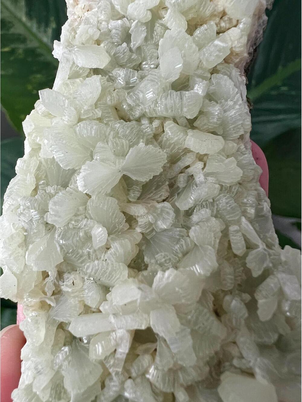Large Prehnite Crystal Plate - Bladed Fan Formations - Seafoam Green Specimen
